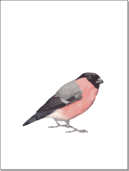 A4-Print-Dompfaff