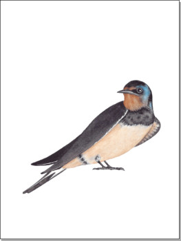A4-Print-Schwalbe