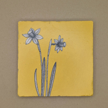 Fliese - Narzissen