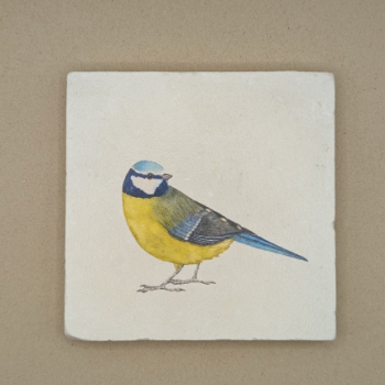 Fliese - Blaumeise