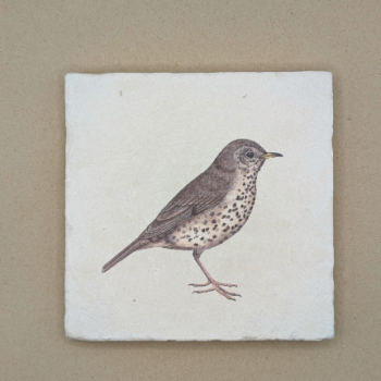 Fliese - Singdrossel