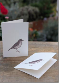 Preview: Singdrossel