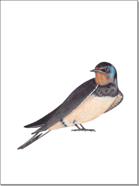 A4-Print-Schwalbe