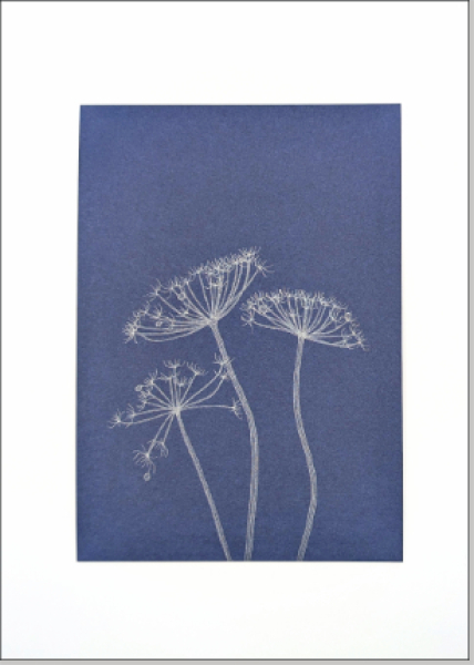 Wiesenbärenklau - Silber auf blau