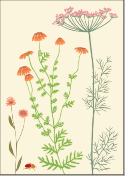 Sommerblumen